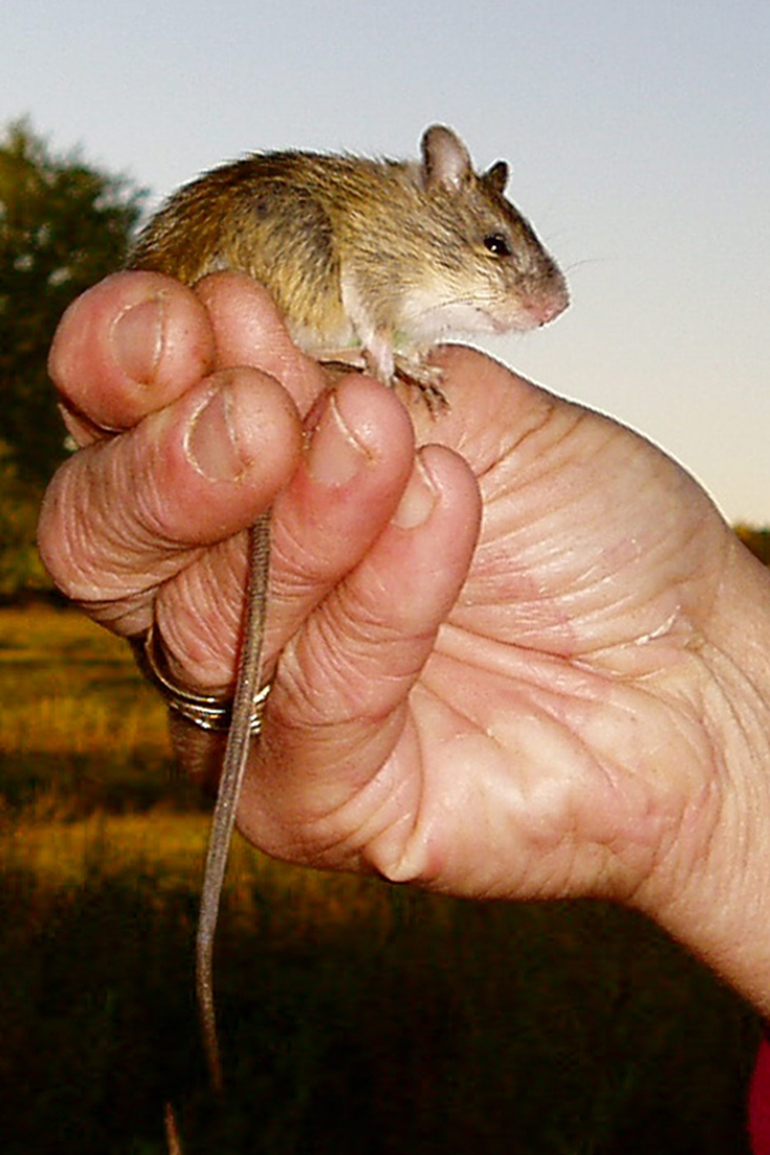 Preble's mouse jumps back into the courtroom Legal