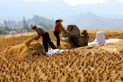Farmers in Guangdong, China