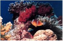 Corals. credit: NOAA Photo Library