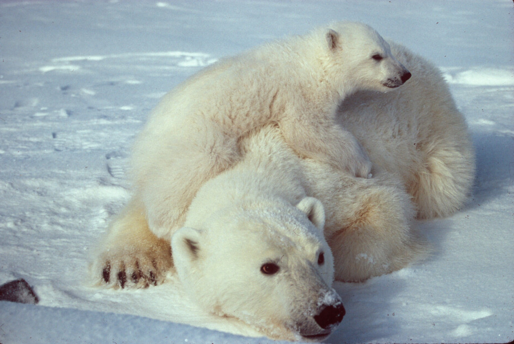 D.c. Circuit Affirms Polar Bear Listing - Legal Planet