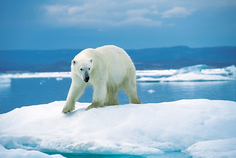 Is the polar bear really endangered? (Wikimedia Commons/Ansgar Walk)