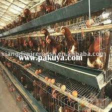 Chicken Cages of the Type Prohibited Under California's Proposition 2