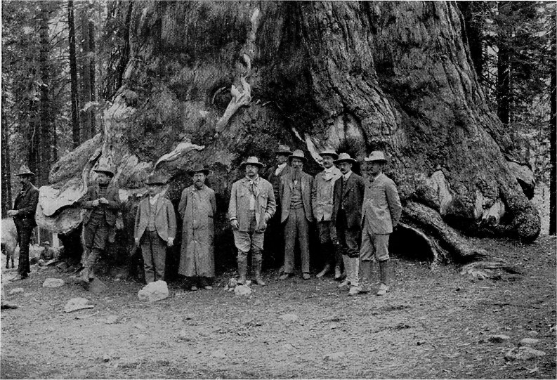 1903 photo of President Teddy Roosevelt, John Muir and other dignitaries standing in front of the "Grizzly Giant" redwood tree in the Mariposa Grove