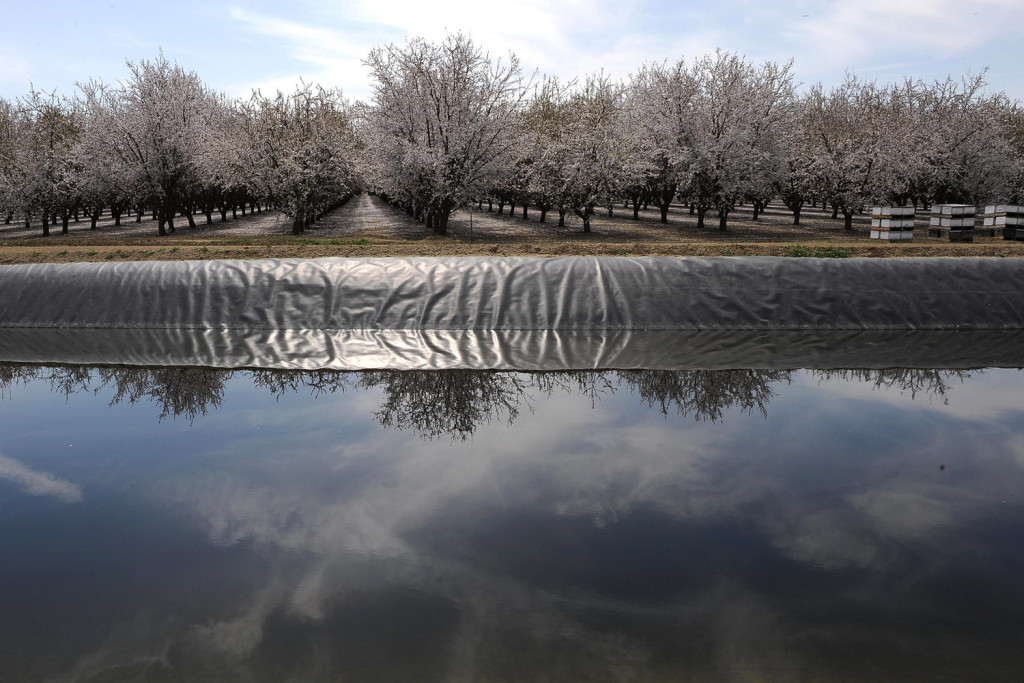 A field of almond trees is reflected in an irrigation canal in Firebaugh, Calif., in the San Joaquin Valley in 2009. Robyn Beck/AFP/Getty Images