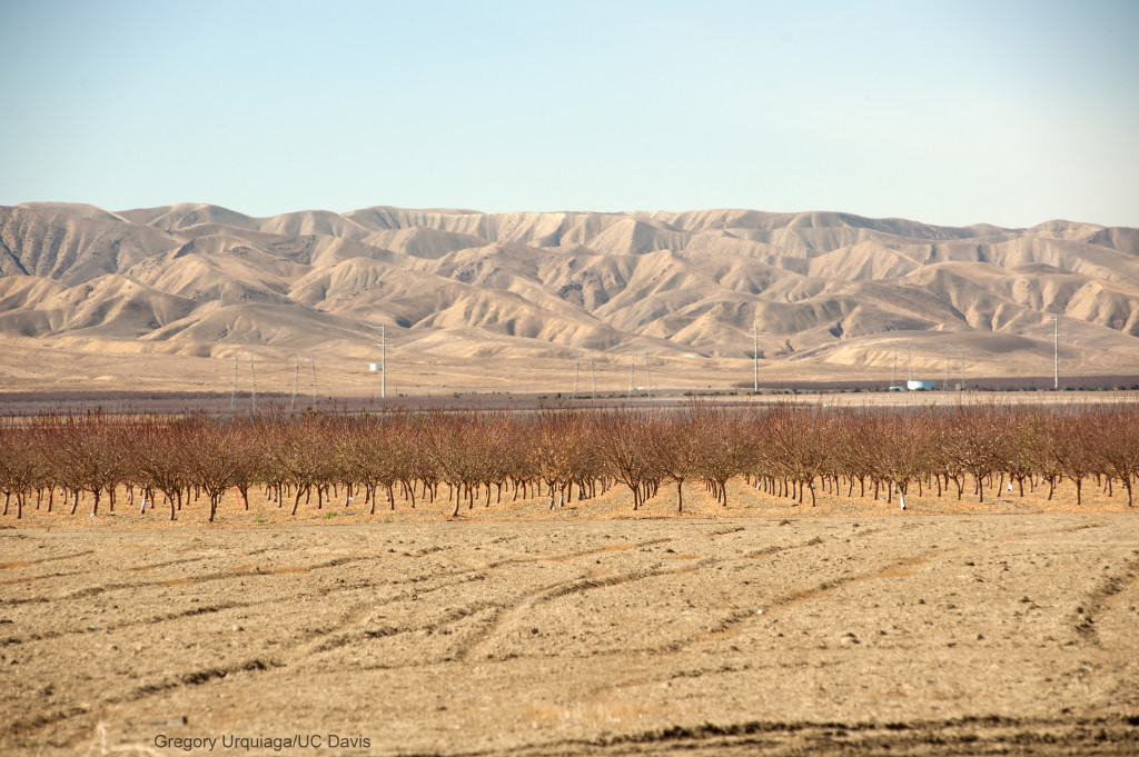 Dry fields and bare trees at Panoche Road, looking west, on Wednesday February 5, 2014, near San Joaquin, CA.  (California WaterBlog)