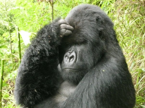 Silverback mountain gorilla in Rwanda (2007)