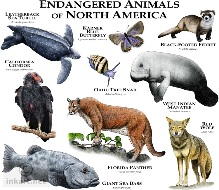 name some endangered animals
