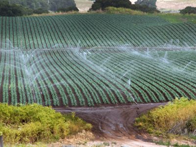 Agricultural runoff in California