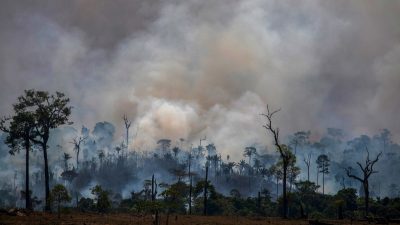 Amazon Rainforest Controlled Deforestation Fire (credit: npr.org)