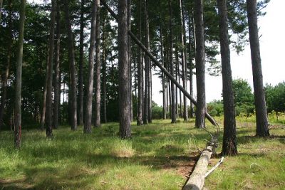 Pine tree plantation, near Thetford cc-by-sa/2.0 - © Bob Jones - geograph.org.uk/p/517891
