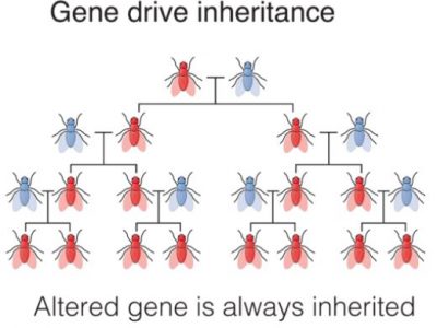gene drive inheritance