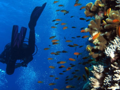 Derek Keats, Diver, bubbles and wall at Elphinstone Reef, Red Sea, Egypt https://www.flickr.com/photos/dkeats/6186078630/