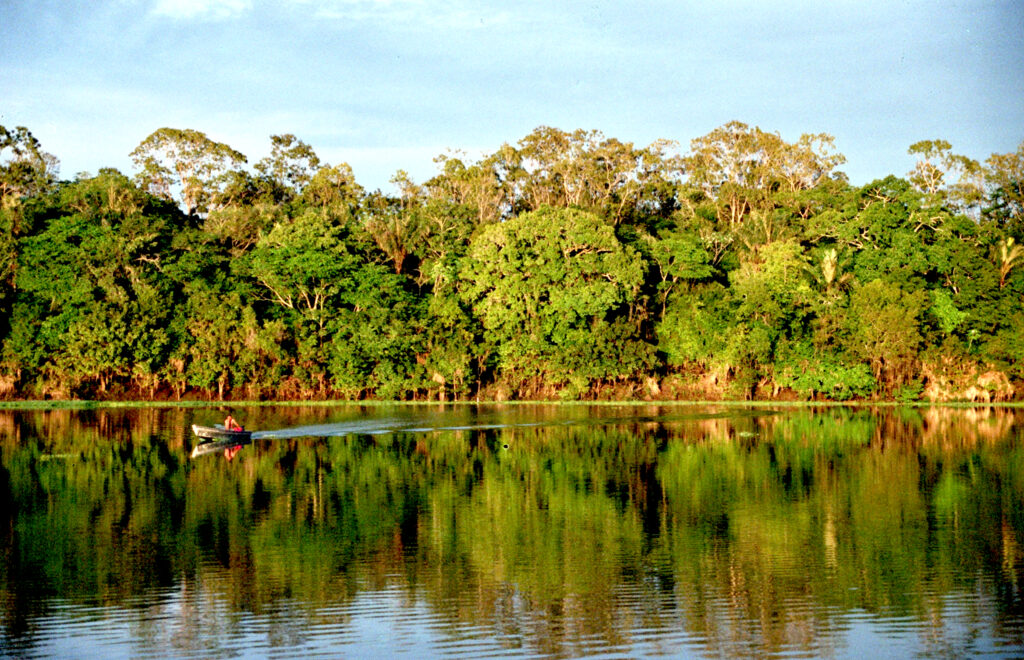 The Amazon rainforest on the Urubu river. 