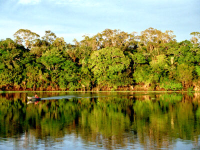 The Amazon rainforest on the Urubu river.