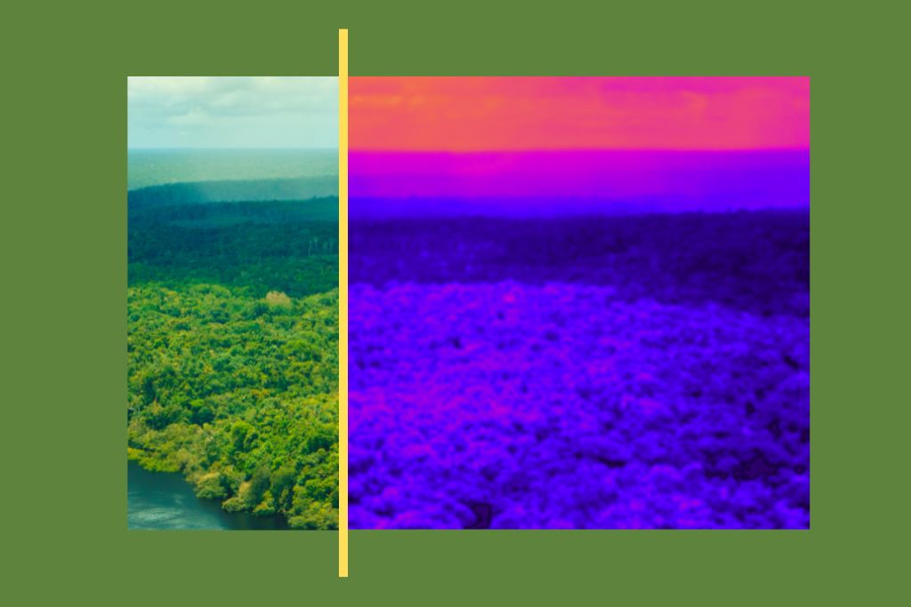 A split screen of forest and deforestation.