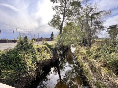 Corralitos/Salsipuedes Creek System, Watsonville, California, March 2025 (Serra-Llobet)