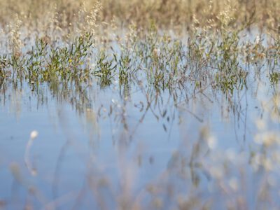 field flooding for recharge