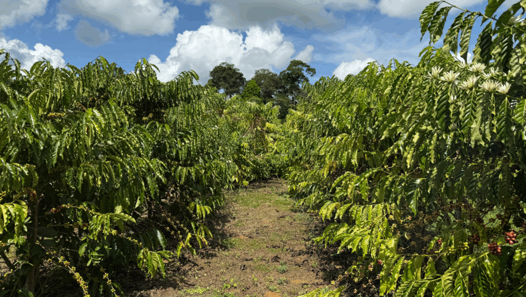 Brazil coffee farm
