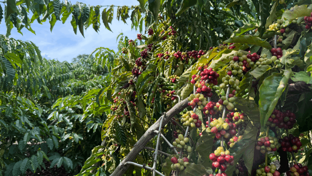 Coffee plant in Brazil. Photo: Evan George