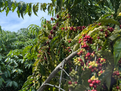 Coffee plant in Brazil. Photo: Evan George