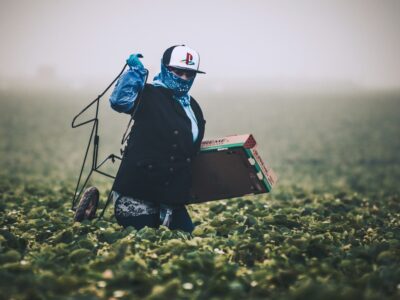 A person wearing a cap, face covering, and gloves walks through a field holding a cardboard box and metal equipment on a foggy day. Lush green plants cover the ground.