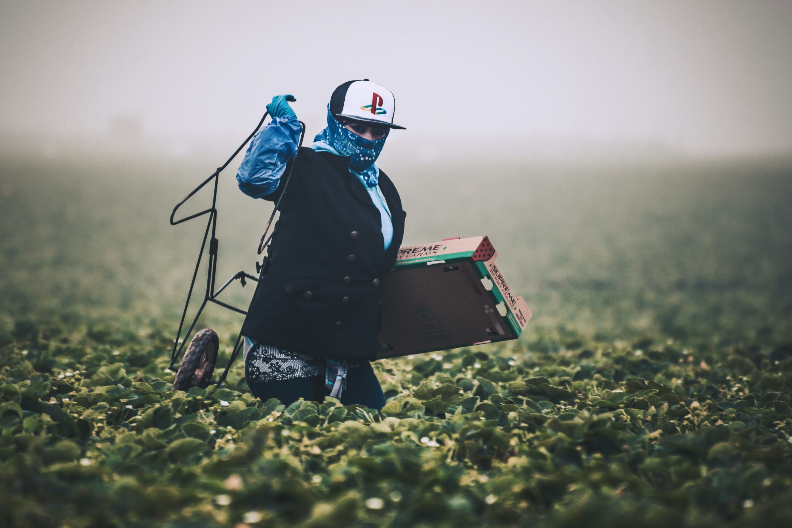 California Permits Pesticides the EU Has Banned