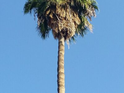 A tall palm tree with green and brown fronds stands against a clear blue sky.