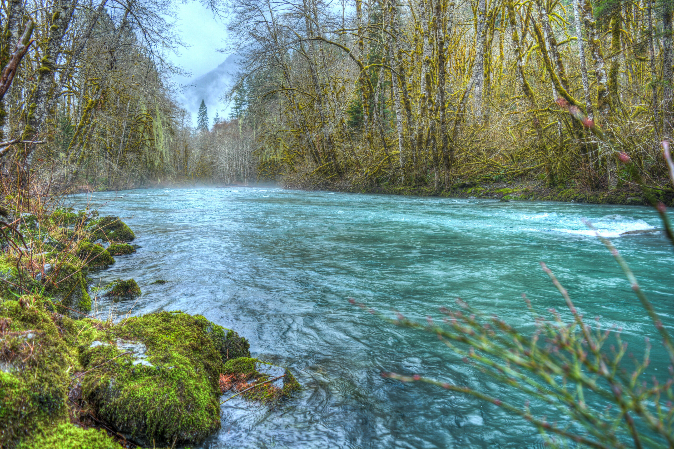 A turquoise river flows through a mossy forest with bare trees under a cloudy sky.